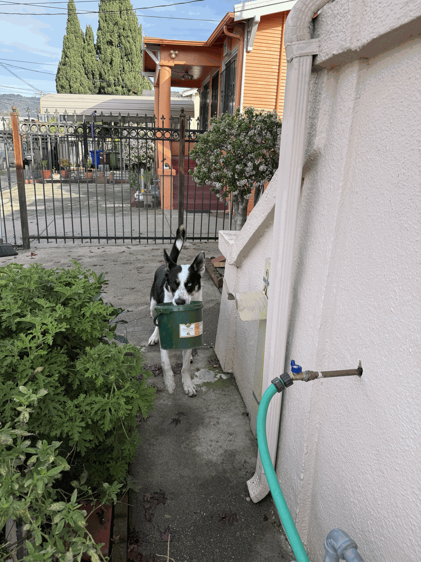 Friendly dog holding a bucket in its mouth next to a beautiful bush on a sunny day